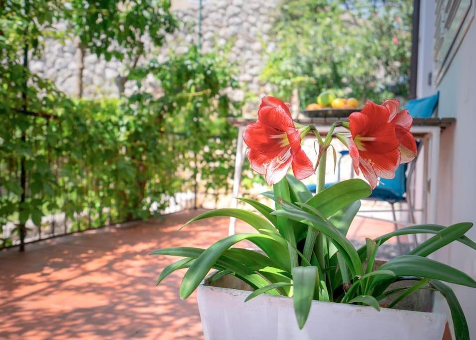 Seaview Apt. With Private Terrace Apartment *